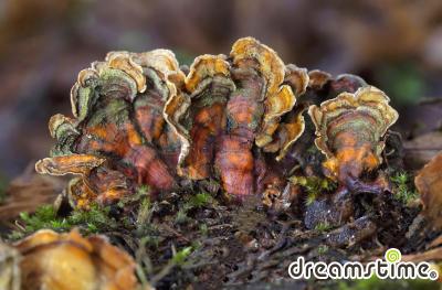갈색털꽃구름버섯