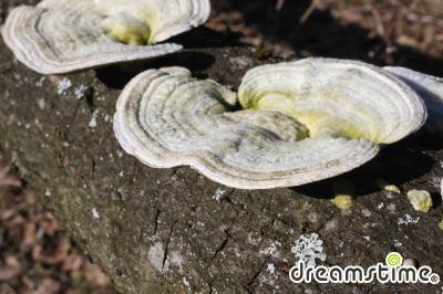 흰구름송편버섯
