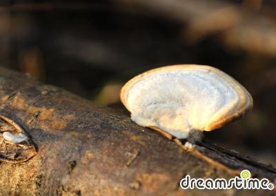 흰구름송편버섯