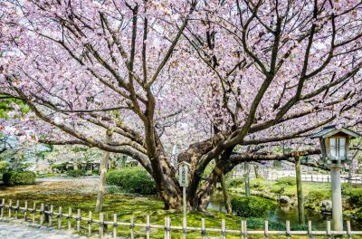 겐로쿠엔 정원 벚꽃