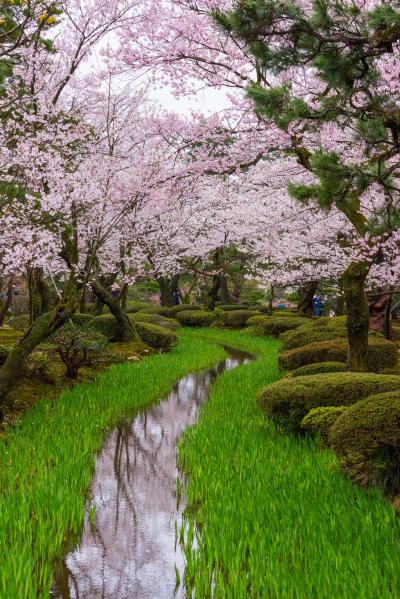 겐로쿠엔 정원 벚꽃