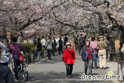 다이토 벚꽃 축제