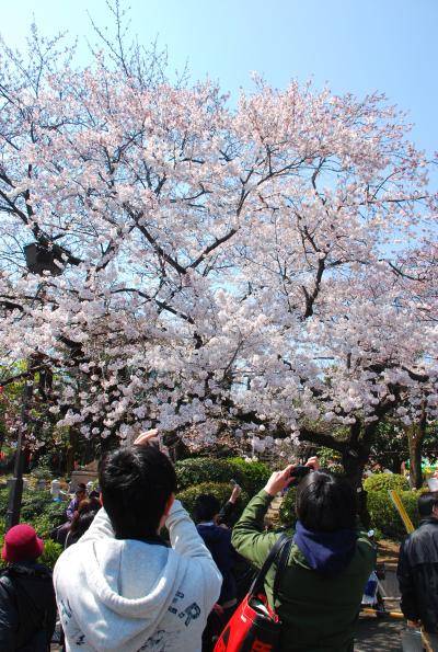 다이토 벚꽃 축제 04