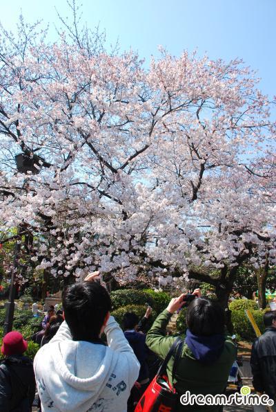 다이토 벚꽃 축제