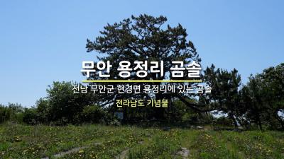 무안 용정리 곰솔