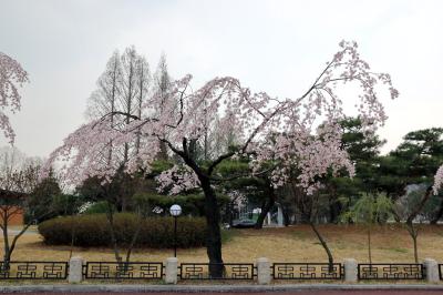 국립서울현충원, 처진 벚나무