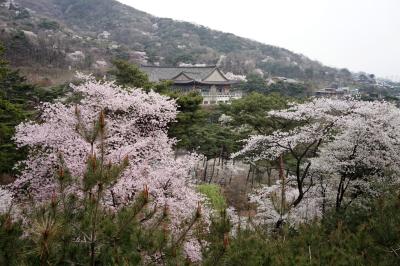 서울 한양도성의 봄, 삼청각에서 와룡공원 가는 길