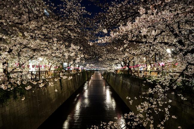 #2. 벚꽃 반 사람 반, 나카메구로와 우에노 공원
