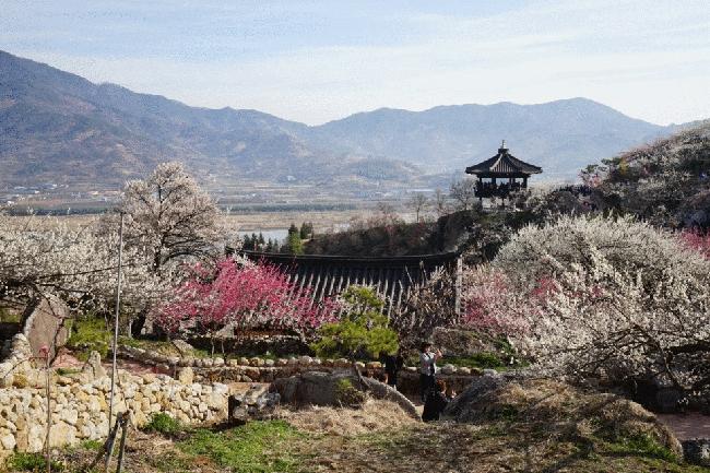 전남 광양 매화마을과 경남 하동 매암제다원 | 두피디아 여행기
