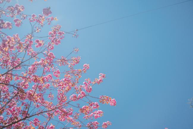 당일치기로 가볍게 만나는 봄, 서울 근교 겹벚꽃 스폿