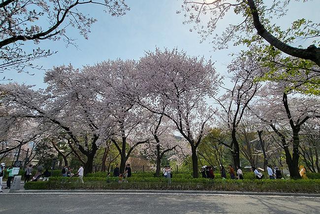 설레는 봄, 찾아가기 좋은 서울대공원