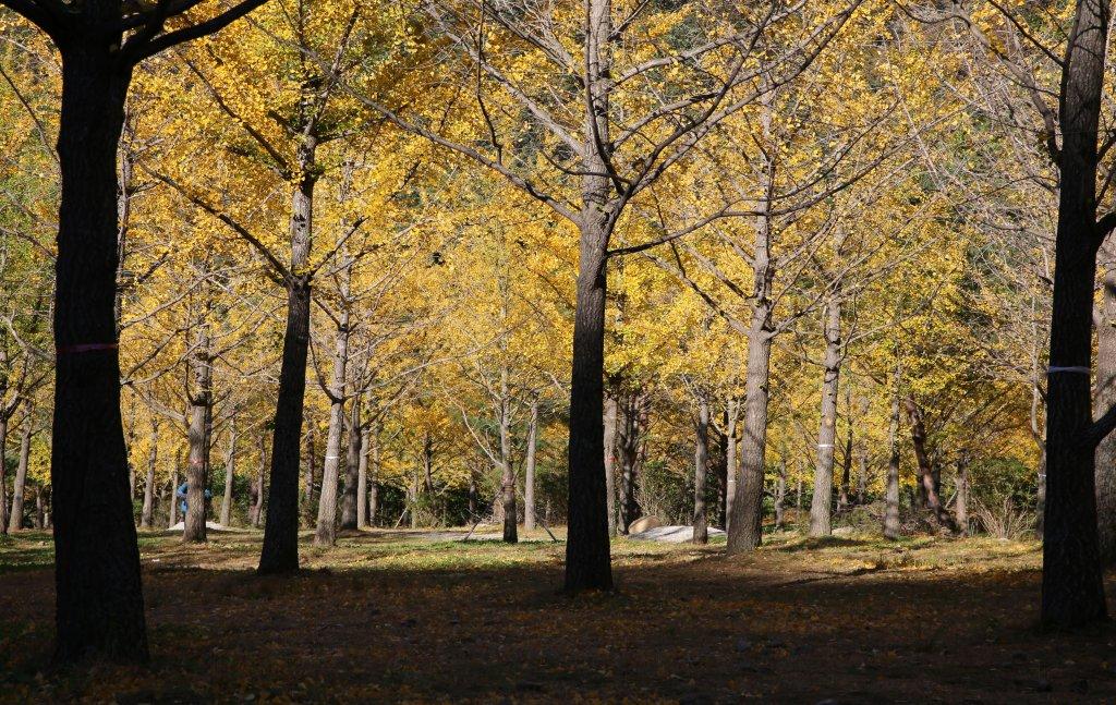 홍천 은행나무숲은 10월 1일부터 31일까지 무료로 개방되며

오전 10시부터 오후 5시까지 운영된다.
