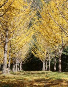 국내 최대 규모의 홍천 은행나무숲.
가을의 절정을 만끽하기에 이곳만큼 좋은 곳이 있을까?