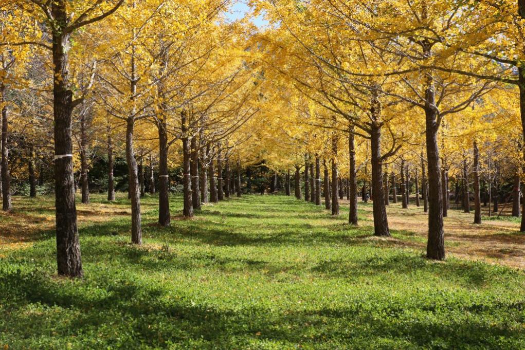 매년 10월 한 달간만 개방되는
강원도 홍천의 은행나무숲이다.
