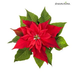 <포인세티아, Poinsettia>

 

윗부분의 변형된 잎인 '포엽'이 빨갛게 되어 마치 별모양처럼 퍼져있다.

간혹 포엽을 꽃으로 착각하는 사람들도 있다.

붉은색의 포엽과 녹색 잎이 대비되어 크리스마스 느낌을 자아낸다. 

크리스마스 시즌에 개화하는 특성 때문에 미국과 유럽을 비롯하여

전세계적으로 크리스마스 장식 꽃으로 널리 사용된다. 
