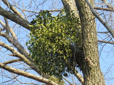 <겨우살이, Mistletoe>

 

참나무·물오리나무·밤나무·팽나무 등에 기생하는 식물로 

새가 열매를 먹고 나무에 배설한 후 싹을 띄우게 되면 둥지같이 둥글게 자란다. 

지름이 1m에 달하는 것도 있다. 
