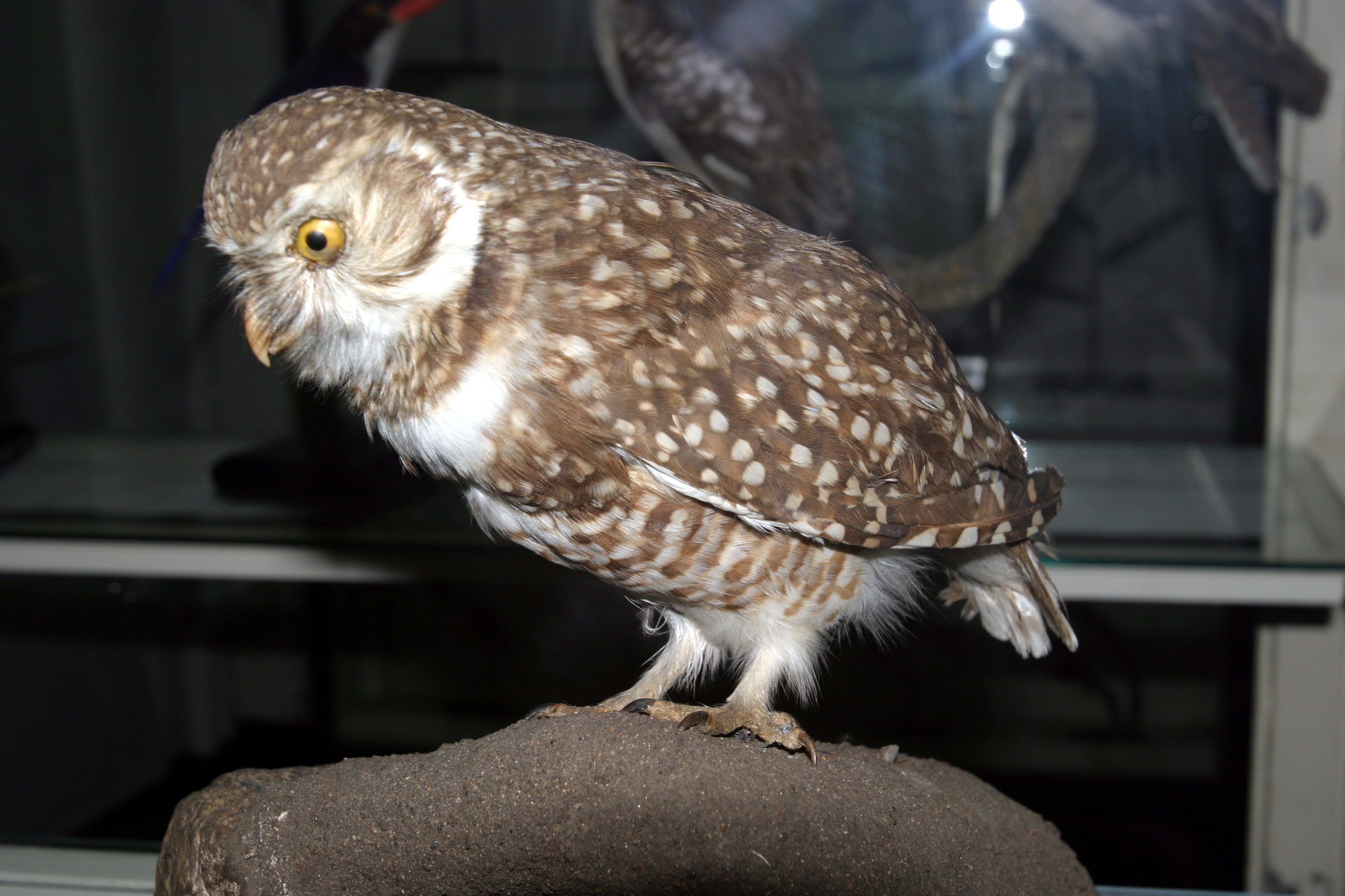 가시올빼미 Burrowing Owl Speotyto Cunicularia (Athene Cunicularia) | 동물 | 두피디아  포토커뮤니티